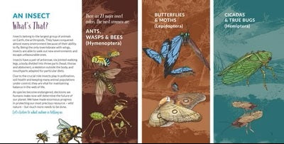 What's That? Australian Insects