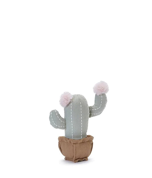 Kleine blühende Kaktusrassel
